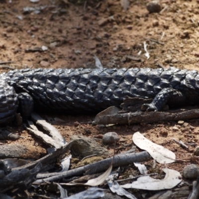 Tiliqua rugosa (Shingleback Lizard) at Hackett, ACT - 28 Sep 2019 by ClubFED