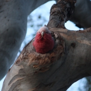 Eolophus roseicapilla at Red Hill, ACT - 28 Sep 2019