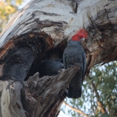 Callocephalon fimbriatum at Hughes, ACT - 28 Sep 2019