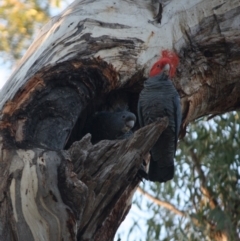 Callocephalon fimbriatum at Hughes, ACT - 28 Sep 2019