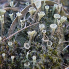 Cladonia sp. (genus) (Cup Lichen) at Acton, ACT - 28 Sep 2019 by ClubFED