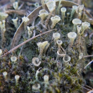 Cladonia sp. (genus) at Point 5439 - 28 Sep 2019 01:51 PM