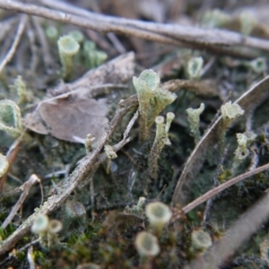 Cladonia sp. (genus) at Point 5439 - 28 Sep 2019 01:51 PM