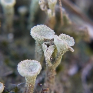 Cladonia sp. (genus) at Point 5439 - 28 Sep 2019 01:51 PM