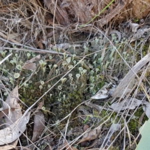 Cladonia sp. (genus) at Point 5439 - 28 Sep 2019 01:51 PM