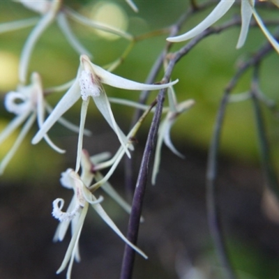 Dockrillia sp. at ANBG - 28 Sep 2019 by ClubFED