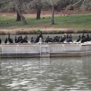 Phalacrocorax sulcirostris at Belconnen, ACT - 19 Sep 2019 03:29 PM