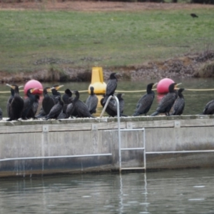 Phalacrocorax sulcirostris at Belconnen, ACT - 19 Sep 2019 03:29 PM