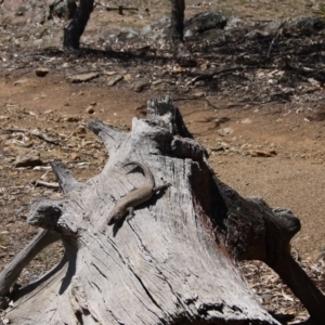 Egernia cunninghami at Hackett, ACT - 28 Sep 2019