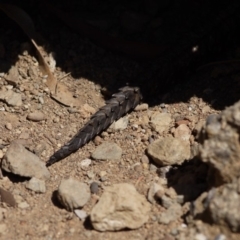 Egernia cunninghami at Hackett, ACT - 28 Sep 2019 12:23 PM