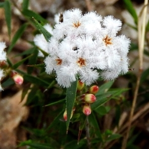 Leucopogon virgatus at Crooked Corner, NSW - 26 Sep 2019