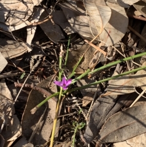 Romulea rosea var. australis at Weston, ACT - 28 Sep 2019