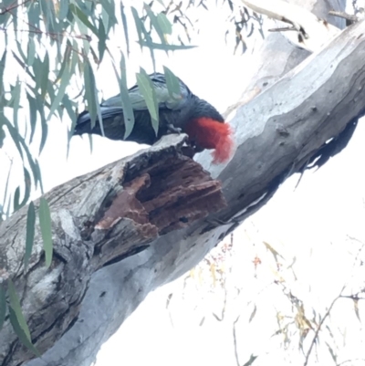 Callocephalon fimbriatum (Gang-gang Cockatoo) at Deakin, ACT - 28 Sep 2019 by KL