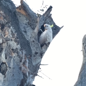 Cacatua galerita at Deakin, ACT - 28 Sep 2019