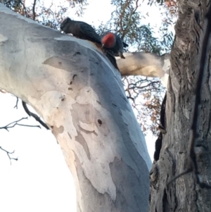 Callocephalon fimbriatum at Deakin, ACT - 28 Sep 2019