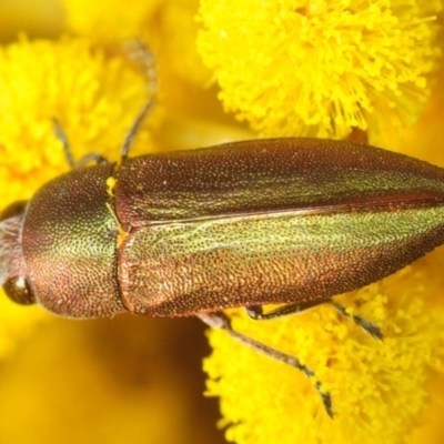 Melobasis propinqua (Propinqua jewel beetle) at Aranda, ACT - 28 Sep 2019 by Harrisi