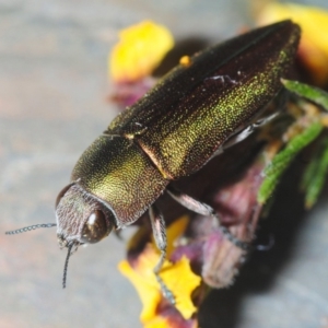 Melobasis propinqua at Aranda, ACT - 28 Sep 2019 10:35 PM