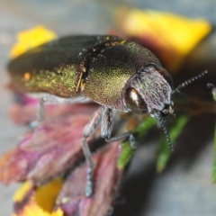 Melobasis propinqua at Aranda, ACT - 28 Sep 2019