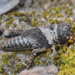 Brachyexarna lobipennis (Stripewinged meadow grasshopper) at Aranda Bushland - 27 Sep 2019 by Harrisi