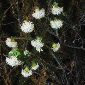 Pimelea linifolia subsp. linifolia at Queanbeyan West, NSW - 26 Sep 2019 03:15 PM