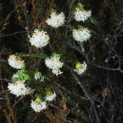 Pimelea linifolia subsp. linifolia (Queen of the Bush, Slender Rice-flower) at Queanbeyan West, NSW - 26 Sep 2019 by Harrisi