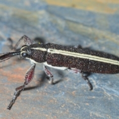 Rhinotia suturalis (Belid weevil) at Aranda, ACT - 28 Sep 2019 by Harrisi