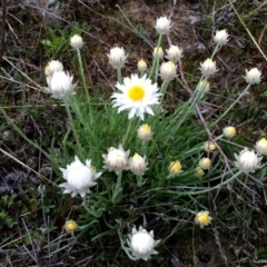 Rhodanthe anthemoides (Chamomile Sunray) at Googong, NSW - 21 Sep 2015 by Wandiyali