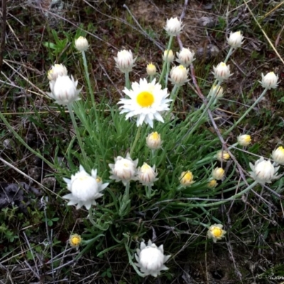 Rhodanthe anthemoides (Chamomile Sunray) at Wandiyali-Environa Conservation Area - 21 Sep 2015 by Wandiyali