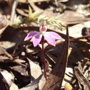 Caladenia fuscata at Captains Flat, NSW - 28 Sep 2019