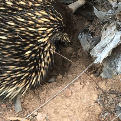 Tachyglossus aculeatus (Short-beaked Echidna) at Mount Majura - 22 Sep 2019 by JaneR