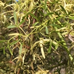 Clematis leptophylla (Small-leaf Clematis, Old Man's Beard) at Tuggeranong DC, ACT - 28 Sep 2019 by JaneR