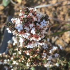 Leucopogon attenuatus (Small-leaved Beard Heath) at Bonython, ACT - 27 Sep 2019 by JaneR