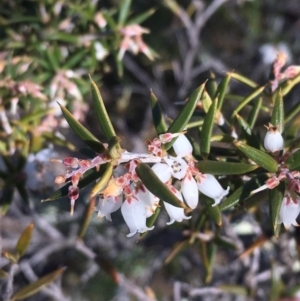 Lissanthe strigosa subsp. subulata at Bonython, ACT - 28 Sep 2019