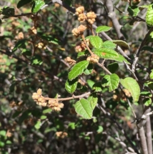 Pomaderris betulina at Tuggeranong DC, ACT - 28 Sep 2019 12:34 PM