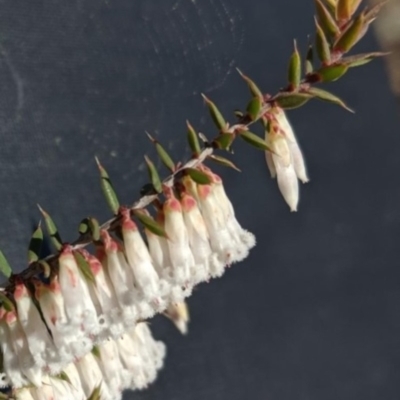 Leucopogon fletcheri subsp. brevisepalus (Twin Flower Beard-Heath) at Mulligans Flat - 24 Sep 2019 by SueMcIntyre