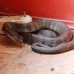 Notechis scutatus (Tiger Snake) at Dignams Creek, NSW - 27 Sep 2019 by Maggie1