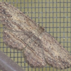 Ectropis excursaria (Common Bark Moth) at Cook, ACT - 29 Sep 2019 by idlidlidlidl