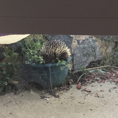 Tachyglossus aculeatus (Short-beaked Echidna) at Holt, ACT - 29 Sep 2019 by CurvyFiddle
