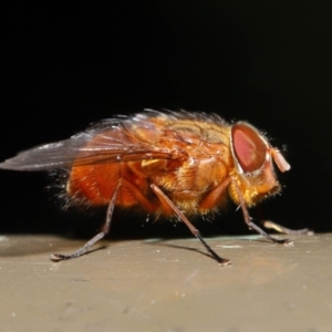 Calliphora ochracea at Acton, ACT - 27 Sep 2019 09:55 AM