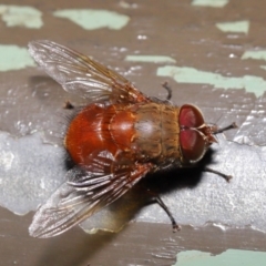 Calliphora ochracea at Acton, ACT - 27 Sep 2019 09:55 AM