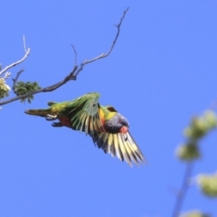 Trichoglossus moluccanus (Rainbow Lorikeet) at Hawker, ACT - 28 Sep 2019 by Alison Milton