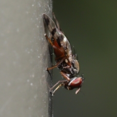 Rivellia sp. (genus) (Signal fly) at Acton, ACT - 27 Sep 2019 by TimL