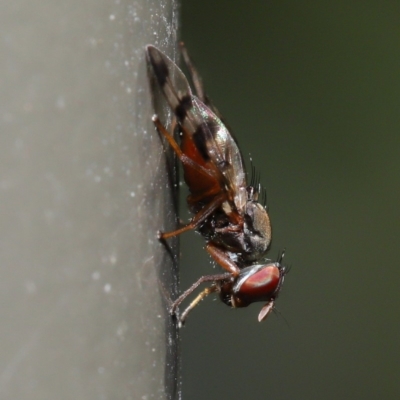 Rivellia sp. (genus) (Signal fly) at Acton, ACT - 26 Sep 2019 by TimL