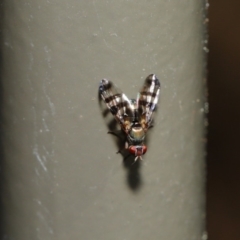 Rivellia sp. (genus) at Acton, ACT - 27 Sep 2019 09:57 AM