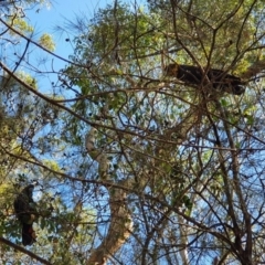 Calyptorhynchus lathami (Glossy Black-Cockatoo) at Coolagolite, NSW - 28 Sep 2019 by JoyGeorgeson