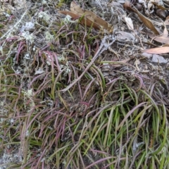 Dockrillia sp. (A Rock Orchid) at Wyanbene, NSW - 29 Sep 2019 by MattM