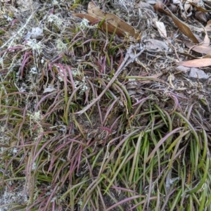 Dockrillia sp. at Wyanbene, NSW - suppressed