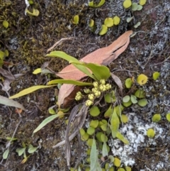 Sarcochilus falcatus (Orange Blossum Orchid) at Wyanbene, NSW - 29 Sep 2019 by MattM