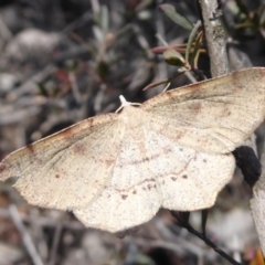 Rhinodia rostraria (Necklace Geometrid) at Stromlo, ACT - 28 Sep 2019 by Christine