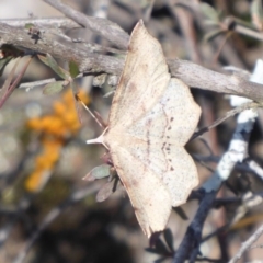 Rhinodia rostraria at Stromlo, ACT - 28 Sep 2019 11:17 AM